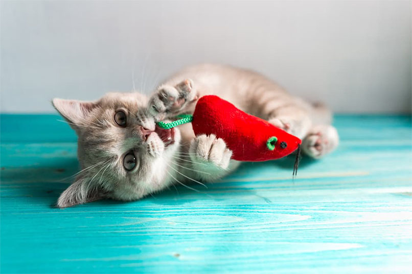 cat chewing on toy